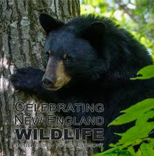 Celebrating New England Wildlife